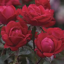 We did not find results for: Double Knock Out Shrub Rose