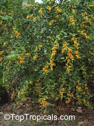 Image result for Solanum sp.no.2