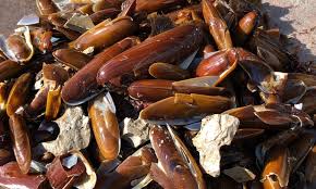 We did not find results for: Comunicato Attivita Di Contrasto Alla Pesca Illegale Del Dattero Di Mare Citta Di Formia