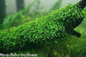 Vesicularia Ferriei Weeping Moss Growing Bog Wood Aquarium Live Plant Java Co2 Ebay In 2020 Planted Aquarium Freshwater Aquarium Plants Live Aquarium Plants