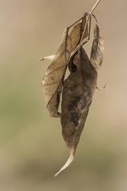 Papery Leaves On Plants What To Do For Papery Spots On Leaves Plant Leaves Leaves Dry Plants