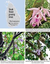 · 16 mayıs 2014 ·. Vesak Flowers A Burst Of Colour Sunday Observer