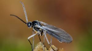 Image result for Gnidia stenophylla