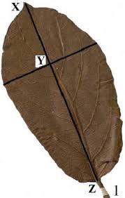 Image result for Bridelia brideliifolia