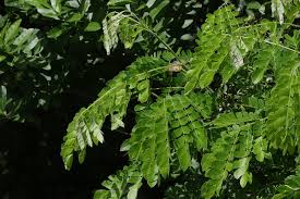 Image result for Samanea saman