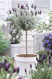 Lavenders are low maintenance plants that live up to 15 years with the right care. Lavender Topiaries Best Tips Inspiration For Lavender Potted Lavender Topiary Plants Lavender Plant