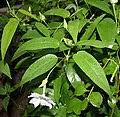 Image result for Thunbergia mildbraediana