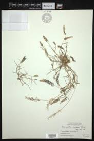 Image result for Eragrostis castellaneana