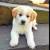 Tan Border Collie Lab Mix