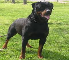 I've been attacked by rottweilers twice in my life ( the onyl. Doyle S Rottweilers Home