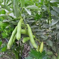 Ackerbohne / Vicia faba