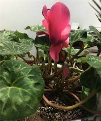 Use them in commercial designs under lifetime, perpetual & worldwide rights. Specific Analysis Of The Yellow Leaves Of Cyclamen The Plant Aide