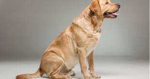 Find labrador in south africa on gumtree. Labrador Puppies For Sale In Michigan Nerdynaut