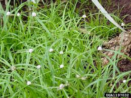 Image result for Kyllinga odorata