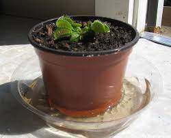 Venus Flytrap Watering Flytrapcare Com