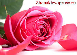 что надо делать чтобы розы дольше стояли в вазе Chtoby Rozy Dolshe Stoyali Kak Sohranit Rozy V Vaze Zhenskie Voprosy