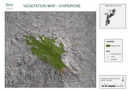 Image result for Tricalysia acocantheroides