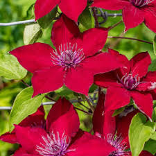 Image result for Clematis commutata
