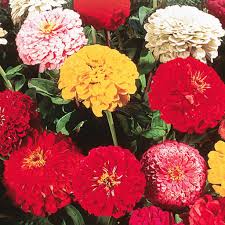 Annual mix of colors 3 to 6 ft tall full sun california giant mix zinnias have. Zinnia Seeds California Giants Mix Sow Easy Mckenzie Seeds