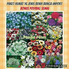 Benih belut yang berkualitas sangat. Paket Hemat 16 Macam Benih Bunga Import Bonus Polybag Biji Bibit Bunga Cantik Original 100 Asli Shopee Indonesia
