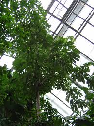 Image result for Bombax