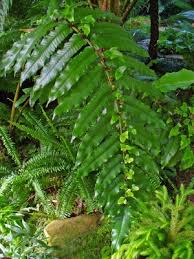 Image result for Diplazium humbertii