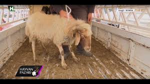 Hayvan pazari 3 adet holstein erkek dana fiyati konya eregli youtube. Hayvan Pazari Ivesi Kasaplik Koyun Fiyati Konya 2018 Youtube