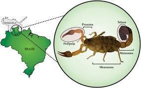 We would like to show you a description here but the site won't allow us. Frontiers Pioneering Study On Rhopalurus Crassicauda Scorpion Venom Isolation And Characterization Of The Major Toxin And Hyaluronidase Immunology