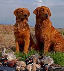 Red Golden Retriever Puppies For Sale Zoe Fans Blog Red Golden Retriever Puppy Golden Retriever Red Golden Retriever