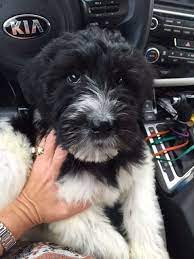 Angela S Schnoodles Giant Schnoodle Puppies For Sale Schnoodle Puppy Schnoodle Puppies For Sale Big Fluffy Dogs