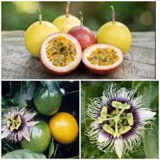Image result for Passiflora edulis