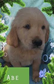 Golden retriever puppies nh rescue. Golden Retriever Puppy For Sale Adoption Rescue For Sale In Cedar Springs Michigan Classified Americanlisted Com