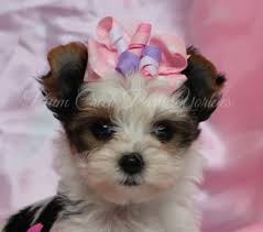 Once you are ready to actually put your puppies on the online marketplace, the hard part has yet to come. Small Akc Parti Yorkie Puppy For Sale Colorado Call Now