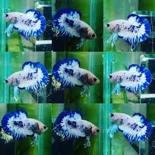 Kata 'plakat' sendiri diambil dari 'plakad', yang artinya ikan cupang spesies ikan cupang jadi semakin meriah, meski pun beberapa anak masih belum tersebar banyak ke seluruh pasar. Jual Ikan Cupang Bluerim Harga Mulai 200rb Gratis Ongkir Bukalapak