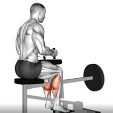 Soleus Muscle