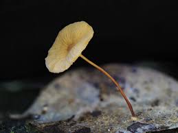 Image result for Marasmius sp.