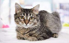 Domestic Longhair Cat Trupanion Breed Guide