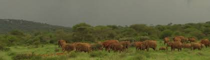 Rangeland measurements may also involve assessing the foraging and browsing activities of various animal species, which may also involve making a census of wildlife populations. About Us Rangeland Ecology