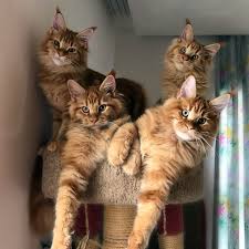 Maine Coon Personality Traits Dogs And Cats Kedi Hayvanlar Ve Sevimli Kedicik