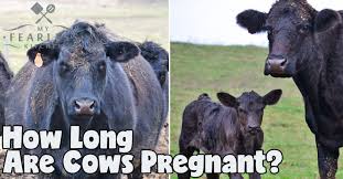 This helps the breeders to prepare when the time approaches and the cows are about to give birth. How Long Are Cows Pregnant My Fearless Kitchen
