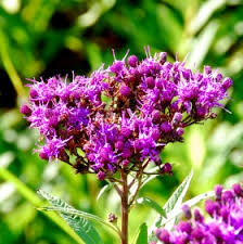 Out My Backdoor: Ironweed, a Native Beauty | Department Of Natural  Resources Division