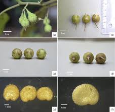 Image result for Solanum sp. B
