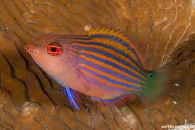 Image result for Humularia pseudo aeschynomene