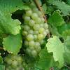 Winemakers of the previously oaky, butterscotch style of chardonnay which is what went out of fashion have responded to the rise in popularity of a. 1