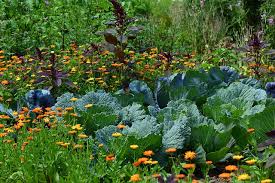 Planting native wild flowers is a great idea, and one that is recommended by entomologists like dave goulson. Goodbye Bugs 14 Flowers To Companion Plant In Your Vegetable Garden Shifting Roots