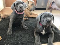 Meet chase, a charming cane corso puppy who's ready to take on the world. The Best Parrots In The World Cane Corso Breeders Nj