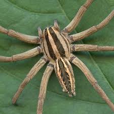 rabid wolf spider