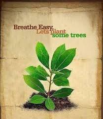 Yet, tree planting is often pictorially advertised on television and in national magazines by focusing on cupped. Quotes On Tree Plantation Quotesgram