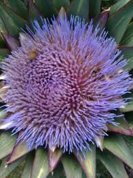 Profile for Gardening In The Ojai Valley