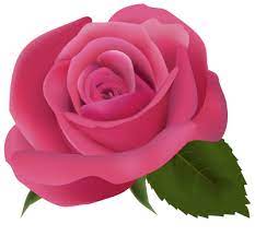 Pink Rose Transparent Background Pink Rose Png Transparent Flowers Rose